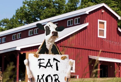 Картинка Сбежавшие перед Днем бургера коровы предлагают опустевший хлев в аренду