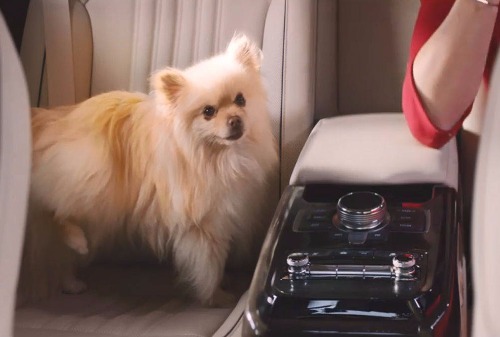 Картинка Реклама Hyundai «шофер против собачки» стала хитом на YouTube