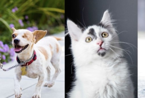 Картинка Getty Images запустили кампанию по сбору средств в пользу брошенных животных