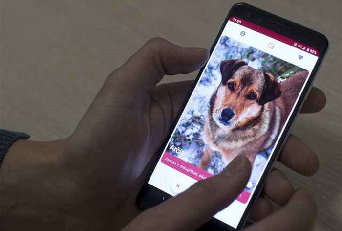 Картинка В Литве появился «Tinder» для поиска собаки из приюта