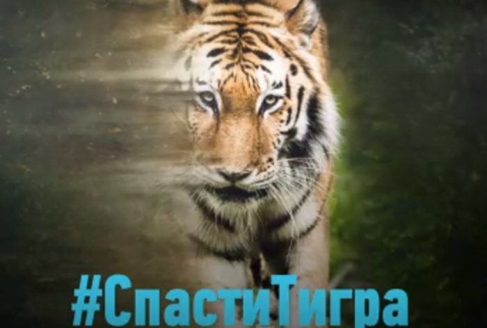 Картинка Перепосты и лайки помогут спасти «исчезающего» с фотографии тигра
