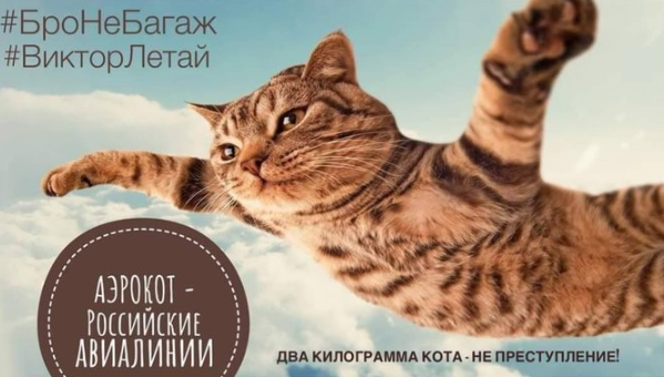 ЯМыТолстыйКот: пользователей соцсетей разозлила реакция «Аэрофлота» на историю с котом